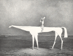 Magnyos lovas, tollrajz, 1975