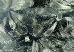 Ragadoz nvnyek, 1959